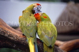 SINGAPORE, Jurong Bird Park, South American Red Fronted Macaws, SIN407JPL