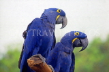 SINGAPORE, Jurong Bird Park, South American blue Hyacinth Macaws, SIN405JPL
