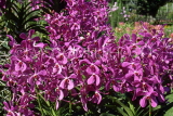SINGAPORE, Mandai Orchid Gardens, Spray Orchids, SIN333JPL