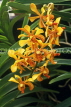 SINGAPORE, Mandai Orchid Gardens, yellow Vanda Burgeffii Orchids, SIN238JPL
