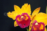 SINGAPORE, Orchids, Cattleya Orchids, SIN1570JPL