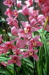 SINGAPORE, Orchids, SIN319JPL