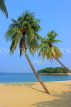 SINGAPORE, Sentosa Island, Palawan Beach, and coconut trees, SIN682JPL