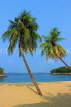 SINGAPORE, Sentosa Island, Palawan Beach, and coconut trees, SIN702JPL
