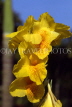 SINGAPORE, Sentosa Island, yellow Canna flowers, SIN313JPL