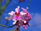 SINGAPORE, Vanda Miss Joquim Orchid (Singapore national flower), SIN278JPL