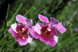 SINGAPORE, Vanda Miss Joquim orchid (Singapore national flower), SIN332JPL