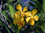 SINGAPORE, Vanda Orchids, SIN246JPL