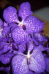 SINGAPORE, Vanda Orchids, SIN390JPL