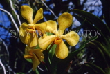 SINGAPORE, Vanda Orchids, SIN393JPL