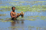 SRI LANKA, Anuradhapura, Basawakkulama tank, man collecting lotus flowers, SLK5568JPL