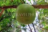SRI LANKA, Anuradhapura, Calabash (Bari) fruit, SLK5817JPL