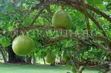 SRI LANKA, Anuradhapura, Calabash (Bari) tree and fruit, SLK5819JPL