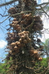SRI LANKA, Anuradhapura, Cannon Ball (Sal) Tree, SLK5896JPL