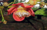 SRI LANKA, Anuradhapura, Cannon Ball (Sal) Tree  flower, SLK5809JPL