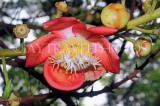 SRI LANKA, Anuradhapura, Cannon Ball (Sal) Tree  flower, SLK5811JPL