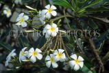 SRI LANKA, Anuradhapura, Frangipani )Plumeria) flower tree, SLK1917JPL