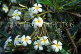 SRI LANKA, Anuradhapura, Frangipani (Plumeria) flower tree, SLK1917JPL