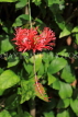 SRI LANKA, Anuradhapura, Hibiscus flower, SLK5822JPL
