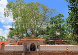 SRI LANKA, Anuradhapura, Jaya Sri Maha Bodhi (sacred Bo tree site), SLK5492JPL