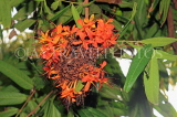 SRI LANKA, Anuradhapura, Saraca Indica flowers, SLK5816JPL