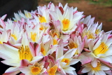 SRI LANKA, Anuradhapura, floral offerings at temple sites, SLK5665JPL