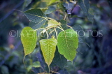 SRI LANKA, Anuradhapura, sacred Bo Tree leaves (closeup), SLK1913JPL