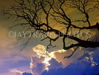 SRI LANKA, Anuradhapura, tree skeleton against dusk sky, SLK1636JPL