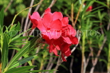 SRI LANKA, Anuradhapura, tropical flowers, SLK5821JPL