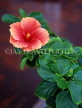 SRI LANKA, Colombo, pink Hibiscus flowers, SLK1563JPL
