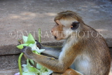 SRI LANKA, Dambulla Cave Temple (Golden Temple), Macaque Monkey eating flower offerings, SLK2813JPL