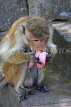 SRI LANKA, Dambulla Cave Temple (Golden Temple), Macaque Monkey eating flower offerings, SLK2844JPL