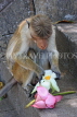 SRI LANKA, Dambulla Cave Temple (Golden Temple), Macaque Monkey eating flower offerings, SLK2845JPL