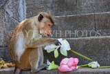 SRI LANKA, Dambulla Cave Temple (Golden Temple), Macaque Monkey eating flower offerings, SLK2848JPL