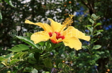 SRI LANKA, Gampola area, yellow Hibiscus flower, SLK3184JPL