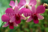 SRI LANKA, Henaratgoda Botanical Gardens, spray orchids SLK1749JPL