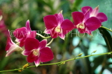 SRI LANKA, Henaratgoda Botanical Gardens, spray orchids SLK1912JPL