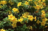 SRI LANKA, Kandy, Allamanda flowers, SLK2503JPL