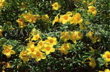 SRI LANKA, Kandy, Allamanda flowers, SLK2504JPL