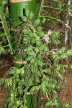 SRI LANKA, Kandy, Areca nut tree with fruit (nuts),used in Paan or Betel chewing, SLK3007JPL