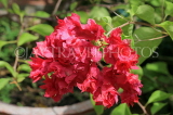 SRI LANKA, Kandy, Bougainvillea flowers, SLK3947JPL