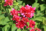 SRI LANKA, Kandy, Bougainvillea flowers (red), SLK5912JPL