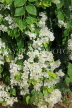 SRI LANKA, Kandy, Bougainvillea flowers (white), SLK5910JPL
