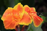 SRI LANKA, Kandy, Canna flowers, SLK3631JPL