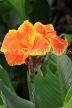 SRI LANKA, Kandy, Canna flowers, SLK3632JPL