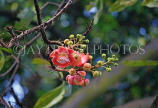 SRI LANKA, Kandy, Cannonball flowers (Sal), SLK4046JPL