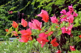 SRI LANKA, Kandy, Geore E De Silva Park, Bougainvillea flowers, SLK3700JPL