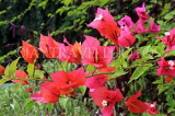 SRI LANKA, Kandy, Geore E De Silva Park, Bougainvillea flowers, SLK3701JPL