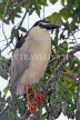 SRI LANKA, Kandy, Kandy Lake, Black Crowned Heron, perched on tree branch, SLK3843JPL