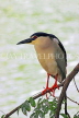 SRI LANKA, Kandy, Kandy Lake, Black Crowned Heron, perched on tree branch, SLK3852JPL